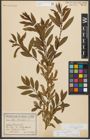 Foto von Salix triandra subsp. amygdalina (L.) Schübl. & G. Martens